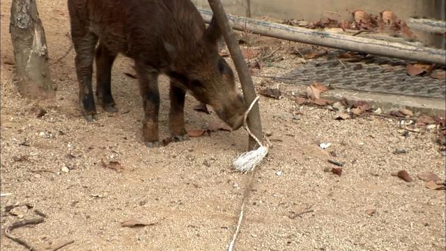 南京野猪现象，城市中的野趣与温馨友情，每平方公里超4头野猪